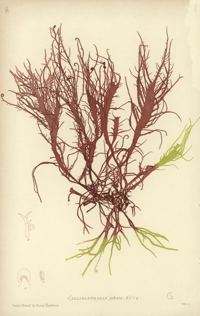 British Sea-Weed (természetesen nyomtatott) alkotó: English School